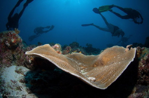 Divers around the table by Fabrice Leroy 